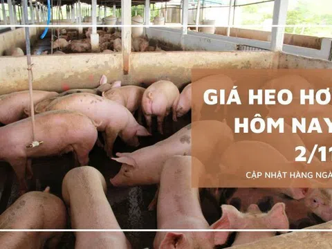 Giá heo hơi hôm nay 2/11: Tiếp đà giảm thêm từ 1.000 đồng/kg đến 2.000 đồng/kg