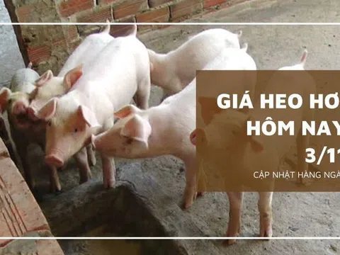 Giá heo hơi hôm nay 3/11: Giảm từ 1.000 đồng/kg đến 2.000 đồng/kg