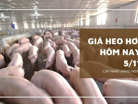 Giá heo hơi hôm nay 5/11: Tiếp đà giảm từ 1.000 đồng/kg đến 3.000 đồng/kg