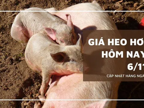 Giá heo hơi hôm nay 6/11: Các địa phương tiếp đà đi xuống trong tuần tới?