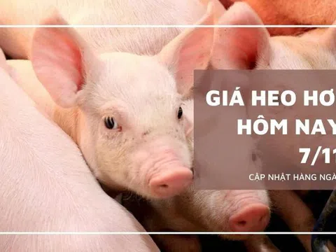 Giá heo hơi hôm nay 7/11: Đi ngang tại một loạt tỉnh, thành