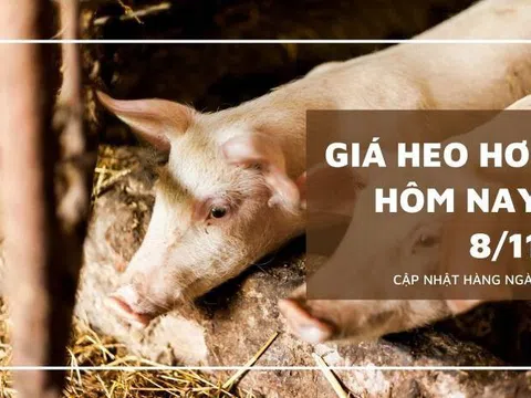 Giá heo hơi hôm nay 8/11: Tăng giảm trái chiều ở cả ba miền