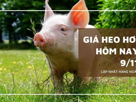 Giá heo hơi hôm nay 9/11: Biến động từ 1.000 đồng/kg đến 3.000 đồng/kg