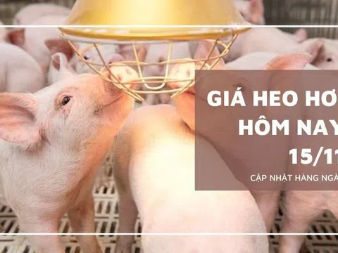 Giá heo hơi hôm nay 15/11: Giảm rải rác, mức giao dịch cao nhất 58.000 đồng/kg