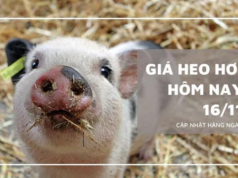 Giá heo hơi hôm nay 16/11: Ghi nhận giảm cao nhất 3.000 đồng/kg