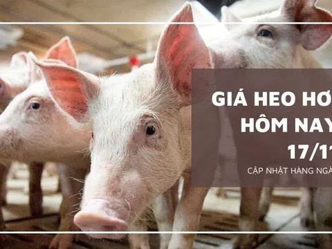 Giá heo hơi hôm nay 17/11: Biến động trái chiều, mức giảm không quá 3.000 đồng/kg