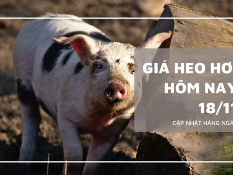 Giá heo hơi hôm nay 18/11: Giảm thêm từ 1.000 đồng/kg đến 3.000 đồng/kg