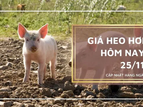 Giá heo hơi hôm nay 25/11: Không ghi nhận nhiều biến đổi, cao nhất 56.000 đồng/kg