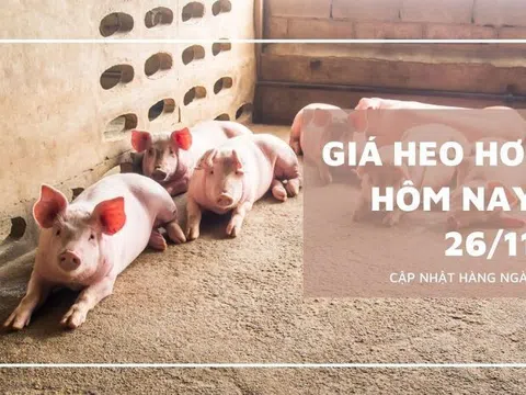 Giá heo hơi hôm nay 26/11: Đứng yên ở hai miền Bắc và Nam