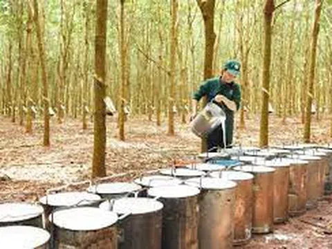 Xuất khẩu cao su tiếp tục tăng trưởng mạnh