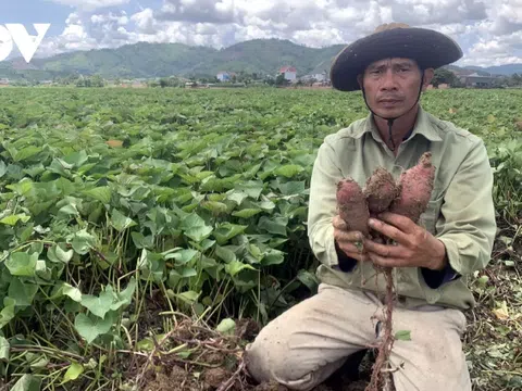 Khoai lang Đắk Lắk rớt giá, ế ẩm, nông dân thua lỗ nặng