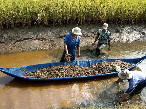 HTX 'thiệt đơn, thiệt kép' vì chưa tiếp cận được chính sách hỗ trợ