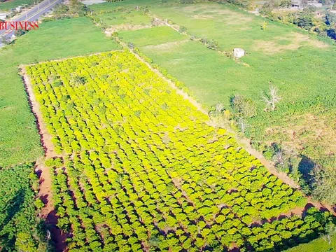 Rủi ro chực chờ khi 'ăn theo' dự án đầu tư công