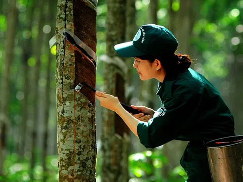 Các doanh nghiệp săm lốp cao su trên sàn đang làm ăn ra sao?