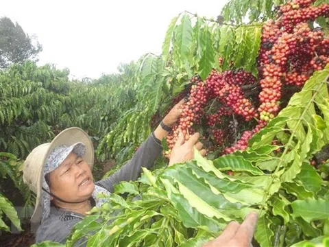 Brazil-Việt Nam trao đổi thông tin để tìm ra lĩnh vực hợp tác mới