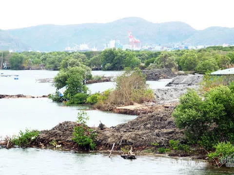 Dự án Thị Nại Eco Bay san ủi rừng ngập mặn nợ 411 tỷ đồng, bị cưỡng chế... nhưng tài khoản hết tiền