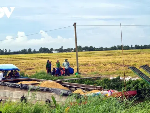 Liên kết bao tiêu, 1 công ty “ôm” gần 3 tỷ đồng tiền lúa của nông dân