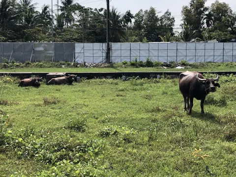 Hậu Giang: Tàn giấc mơ biến bãi thả trâu thành đô thị châu Âu