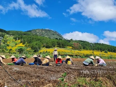 Tân Thành Holdings dừng dự án Khu đô thị Giáo dục Khoa học Núi Voi quy mô 700ha